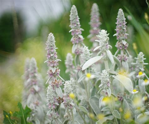 Lamb's ears care and growing guide: expert advice | Homes and Gardens