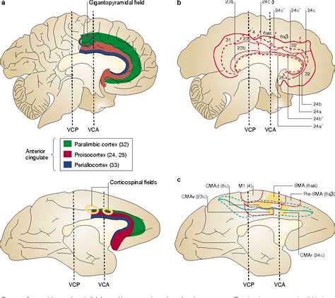 Cingulate cortex Disorders 的图像结果