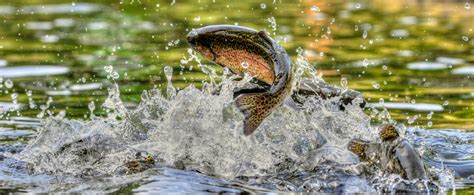 Understanding fish habitats in rivers - Mag Minds