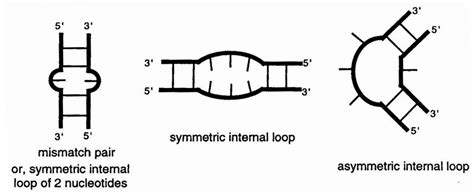 RNA Transcript Loop 的图像结果