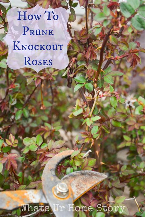 Pruning Knockout Roses | Whats Ur Home Story | Pruning roses, Knockout ...