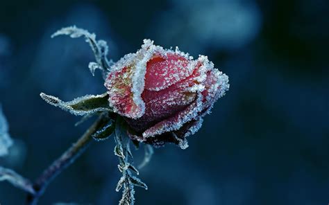 nature, Macro, Detailed, Closeup, Flowers, Red Flowers, Rose, Frost, Ice, Leaves, Depth Of Field ...