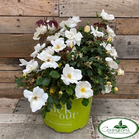 ROSE KNOCK OUT WHITE – Covingtons