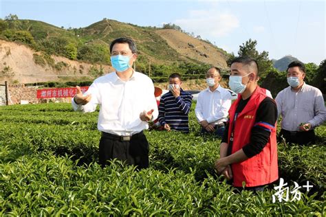 潮州市长带领茶农茶园里推广机械化采茶，建设单丛茶优势产区现代农业产业园_南方plus_南方+