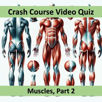 Crash Course Muscles 的图像结果
