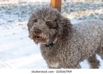 Rezultat imagine pentru Cavapoo Barking