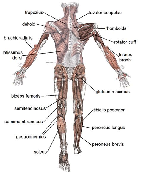 Image result for Skeletal Muscles