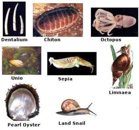Phylum Chordata Examples Of Organisms