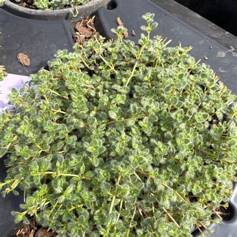 Woolly Thyme | Soft Fuzzy Groundcover | Nature Hills