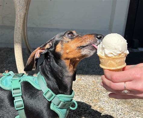 Get The Scoop: Ten Must-Visit Ice Creameries InTheBurg — InTheBurg