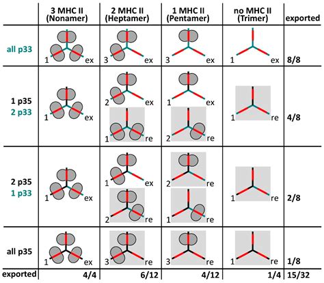 Invariant Chain Complexes and Clusters as Platforms for MIF Signaling
