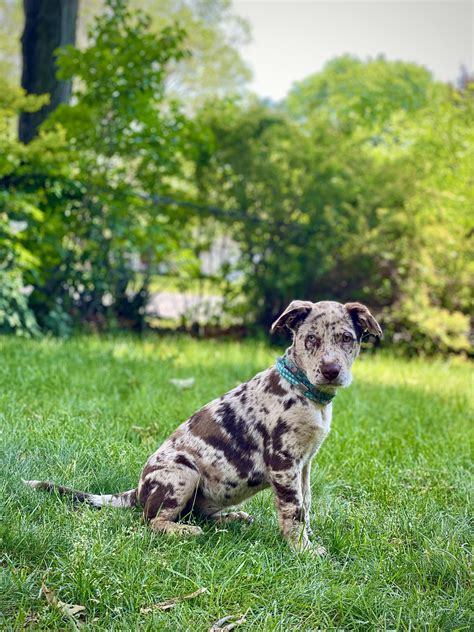 Catahoula Leopard Dog Lab Mix