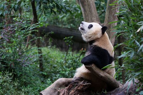 Photos Chine : réouverture de la base de recherche sur l'élevage des ...