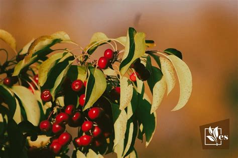 Chokecherry Tree MI 的图像结果