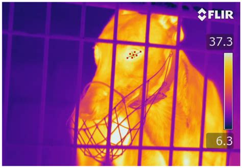 Influences on Infrared Thermography of the Canine Eye in Relation to ...
