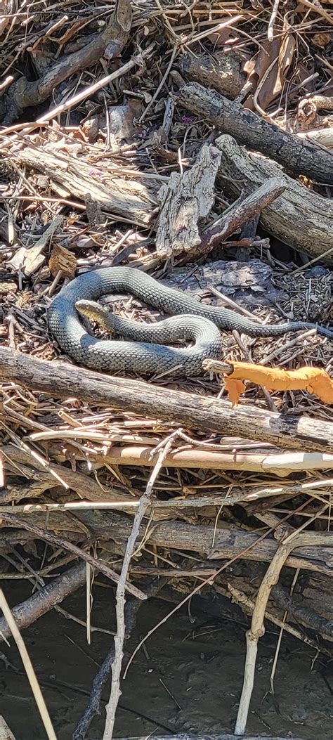 Southern OH - Anyone willing to take a guess? : r/snakeidentification