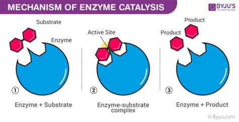 Image result for Enzyme Activity Lab Report Example