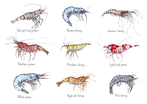 prawns/shrimps hand drawing https://www.facebook.com ...