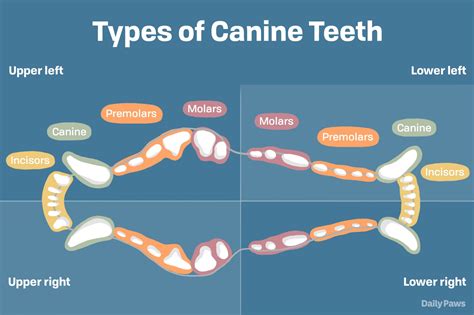 Chihuahua Teething: A Complete Guide Answering All FAQs – The Puppy Mag