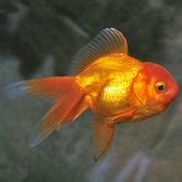 Shop Gold Fishes at FRESHWATERAQUATICA | FRESHWATERAQUATICA
