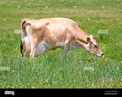 A Jersey cow, a breed of dairy cattle originally bred in the Channel ...