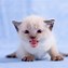 Image result for World's Cutest Kitten in Japan