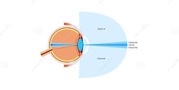 Image result for Eye Visual Field