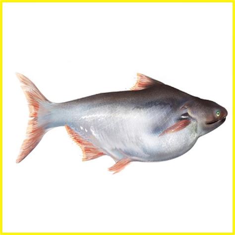 Silver (Pangus) Finger Cut - Doof Meat