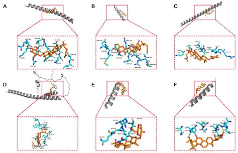 Ginsenoside Rh2 Induces HeLa Apoptosis through Upregulating Endoplasmic ...