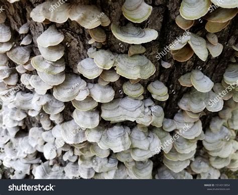 Image result for Tree Rot Fungus
