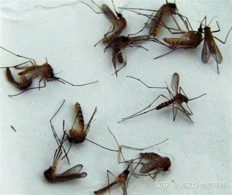 一般蚊子分几个种类？ - 知乎