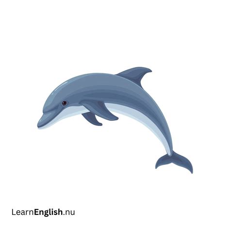 Animals in Spanish - learn spanish