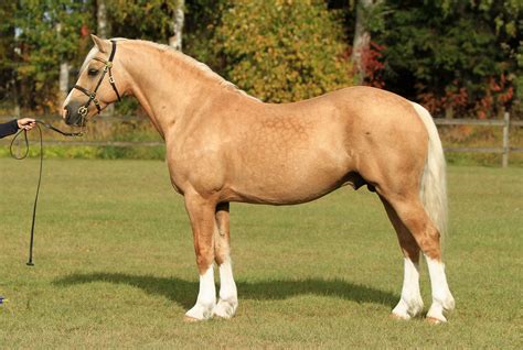 palomino - Welsh Cob (section D) stallion Jebeth Hitchhikers Guide ...