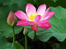 fiori loto fior di loto piante acquatiche fior di loto fiori loto fior di loto piante acquatiche fior di loto