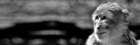 Is there a science behind 100 monkey effect phenomena of the phenomena ...