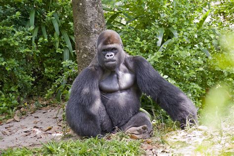 Silverback Gorilla Strength
