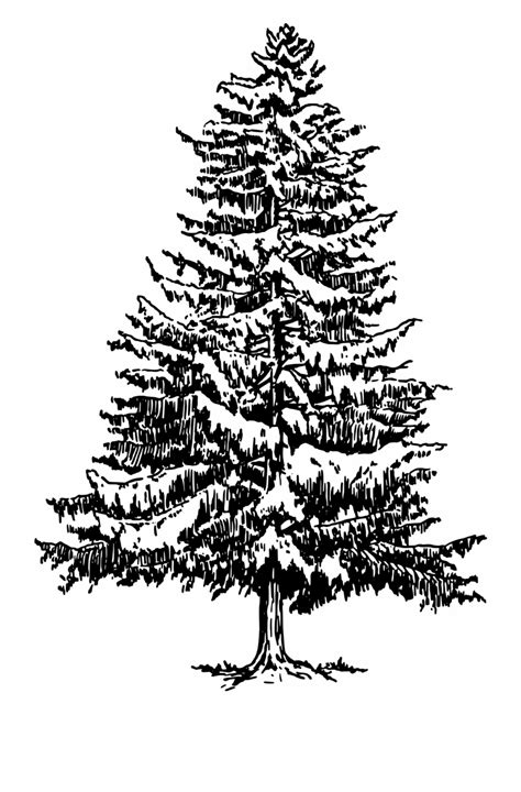 Pine Tree Outline 的图像结果