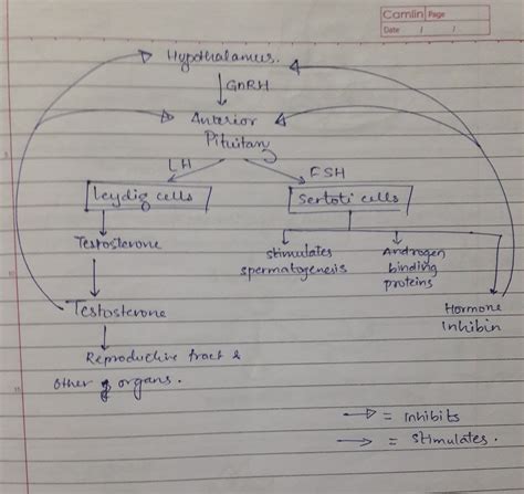 Draw flow chart of the hormonal control of spermatogenesis. - Brainly.in