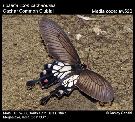 Losaria coon (Fabricius, 1793) - Common Clubtail | Butterfly
