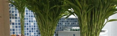 U9G Lucky Bamboo Straight Sticks 60 cm Live Plant (Green) (Pack of 6 ...