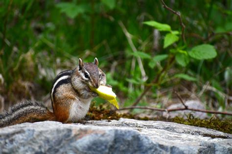 Image result for Digesting Chipmunk