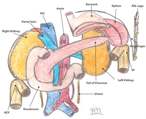 Right Colic Flexure