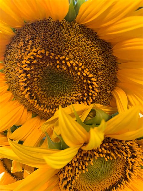 What Are Interesting Facts About Sunflowers at John Bing blog