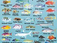 Image result for Fish in Turtle Python