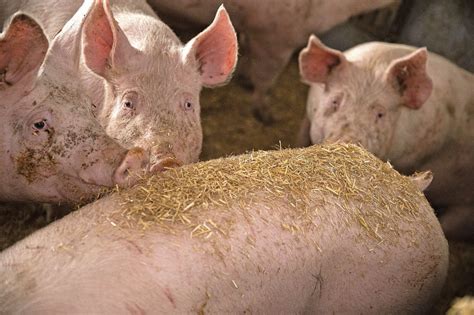 Haltung für Mastschweine optimieren | agrarheute.com