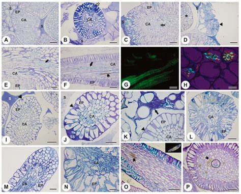 Plants | Special Issue : Microscopy Techniques in Plant Studies