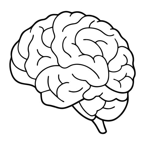 Human brain anatomy outline vector illustration | Premium AI-generated vector