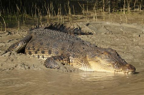 How Australia’s saltwater crocodiles are being made scapegoats amid ...