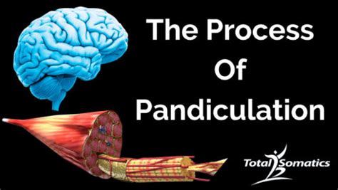 Image result for What Is Pandiculation