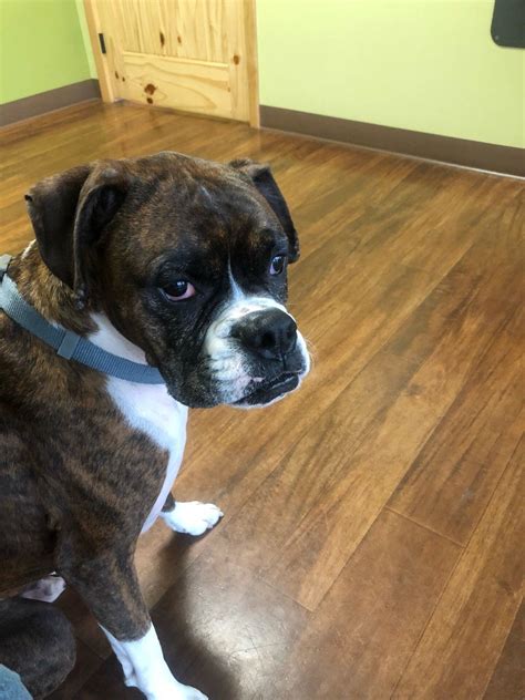 Wasatch Hollow Animal Hospital - Ogden, UT - Nextdoor